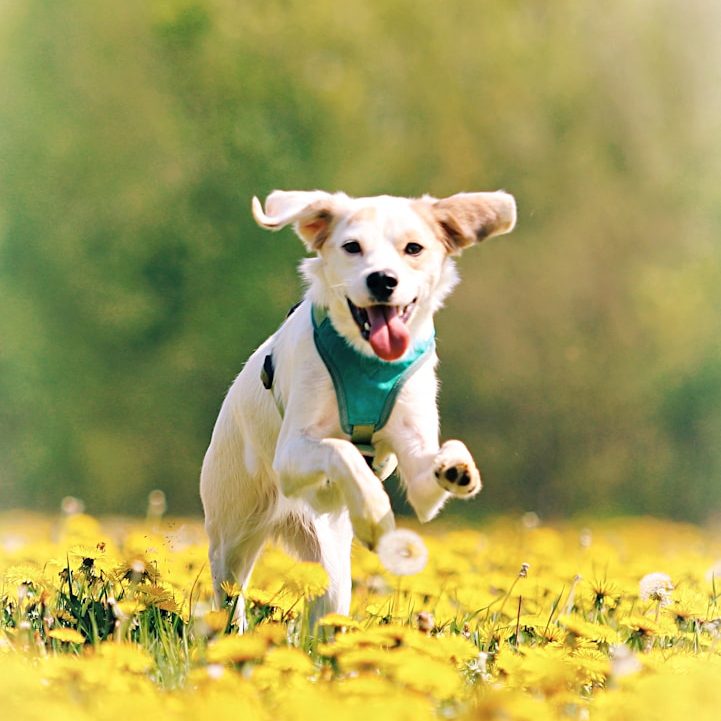 Schmerzlinderung und Bewegungsfreude stärken Ein fröhlicher Hund läuft durch ein Feld mit gelben Blumen.