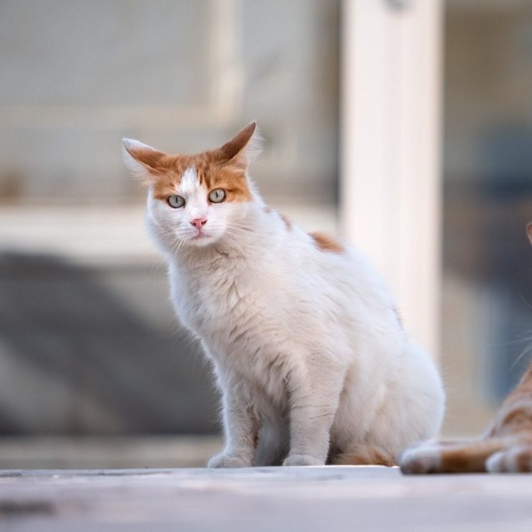 stressbedingte Belastungen lösen Eine weiße Katze mit orangefarbenen Flecken sitzt auf dem Boden und wirkt gestresst.