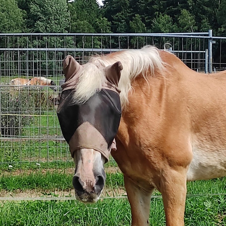 Pferd Haflinger Pferd mit Fliegenhaube zum Schutz der Augen steht auf einer Weide.